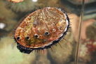 220px-Abalone_at_California_Academy_of_Sciences